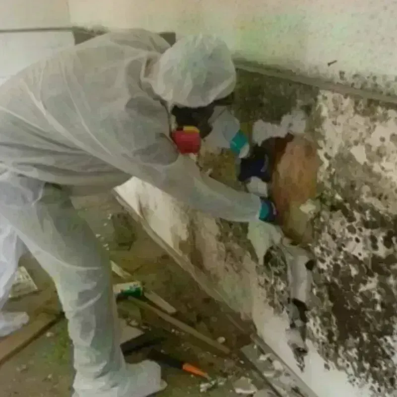 Best Mold Remediation and Removal Service in Quebrada, PR